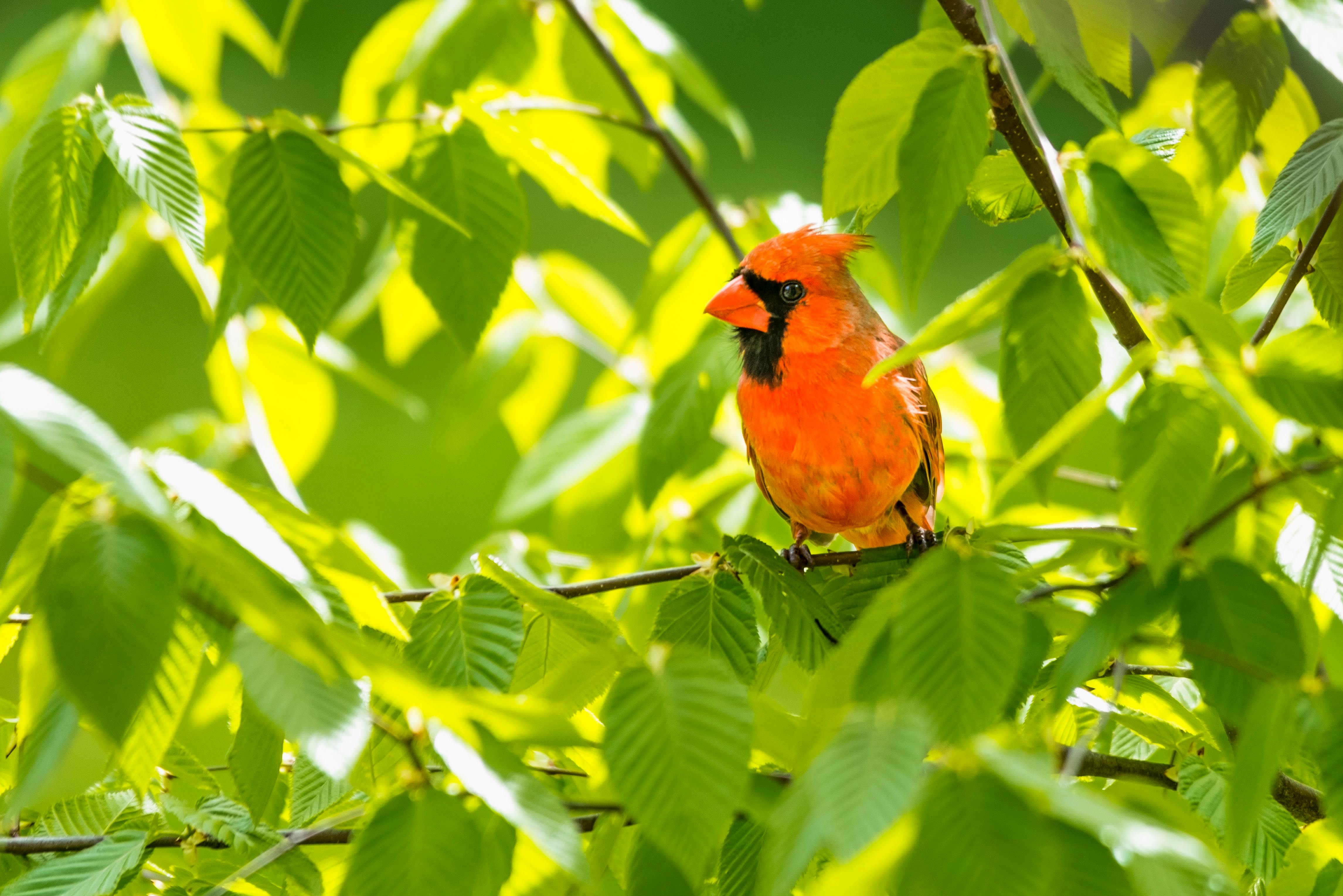 Orange Bird Photos, Download The BEST Free Orange Bird Stock Photos ...