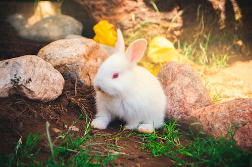Free Close-Up Shot of a White Rabbit Stock Photo