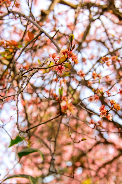 Kostenloses Stock Foto zu ast, baum, blätter