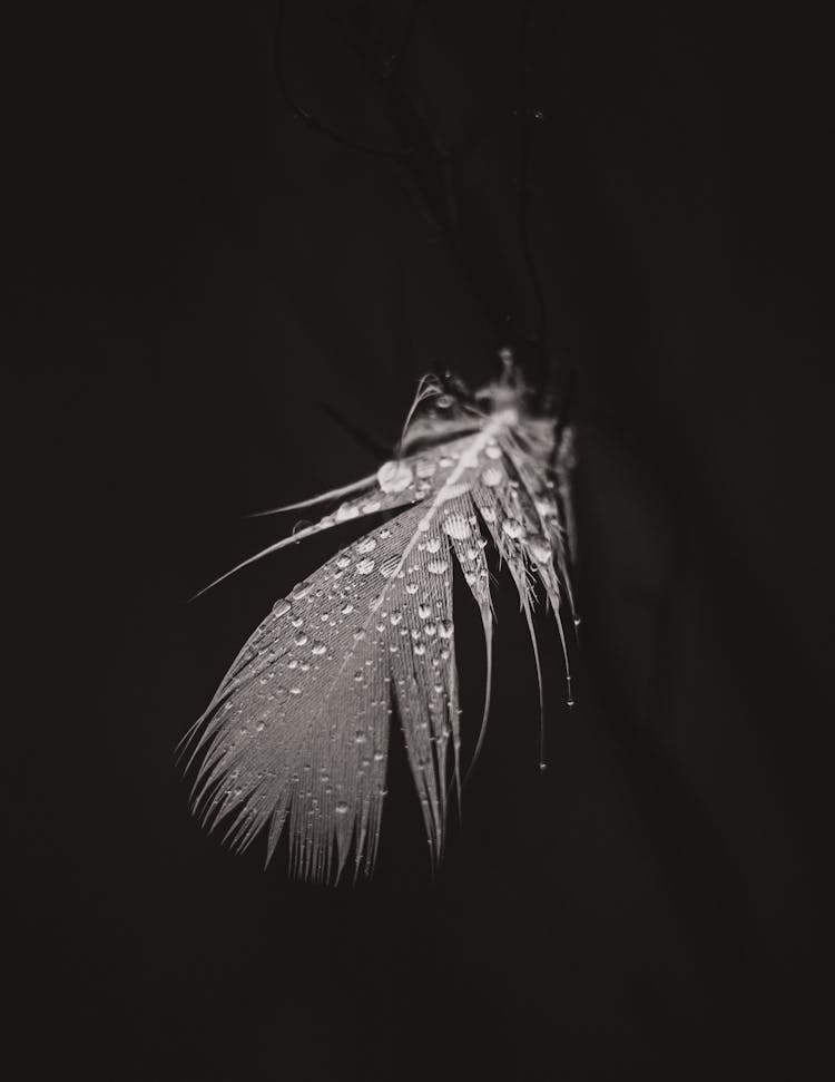 Feather With Water Drops On Black Background