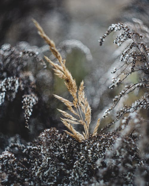 Kostenloses Stock Foto zu gras, kühl getönt, nahansicht