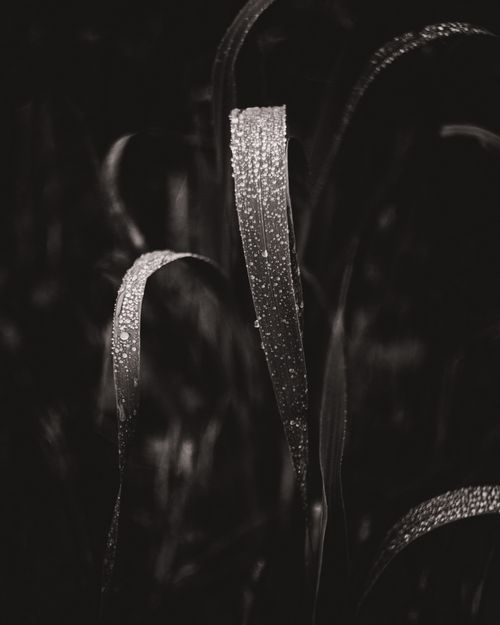 Free Close-up of grass blades with dew droplets in a moody black and white setting, presenting nature's delicate details. Stock Photo