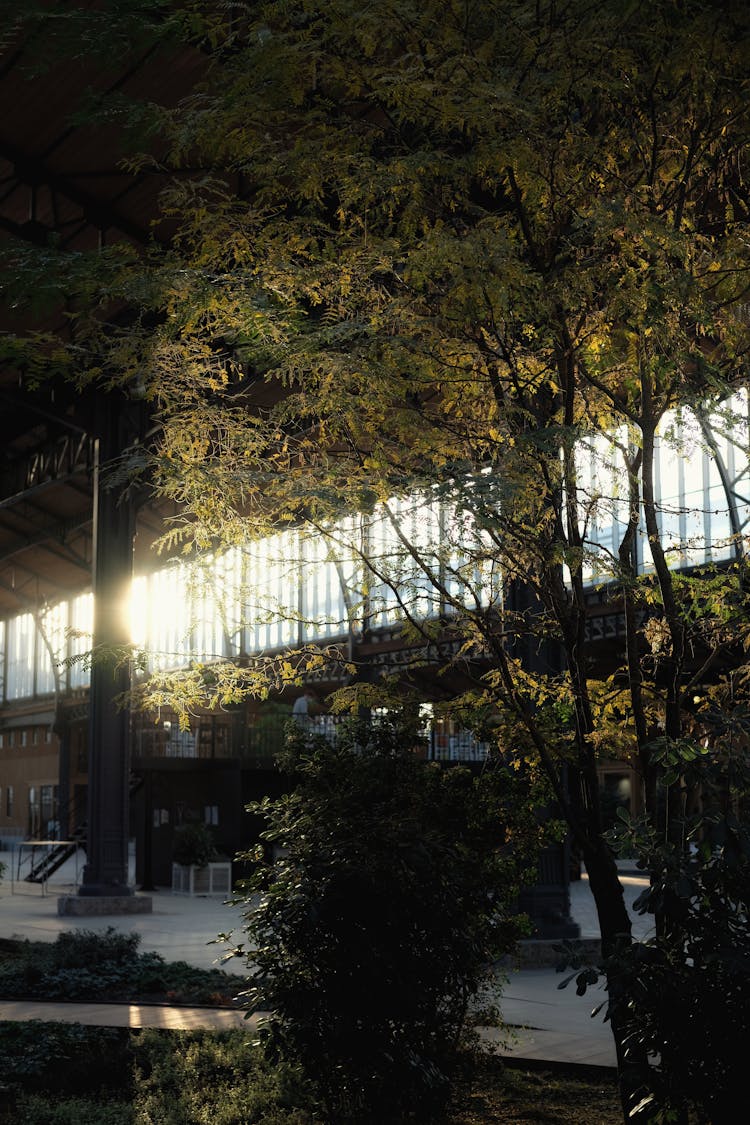 Tree At Indoor Garden 