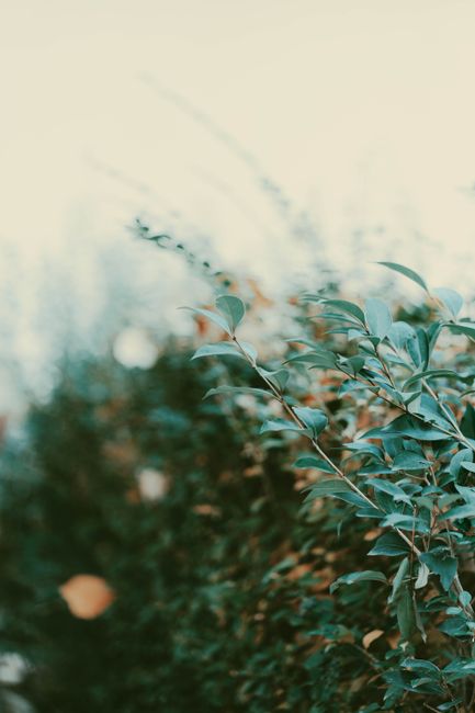 A serene close-up shot of green leaves with a blurred natural background, showcasing nature's beauty.