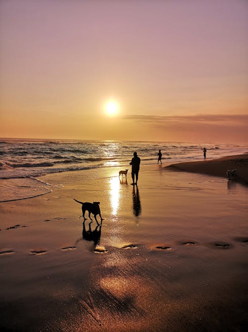 People With Dogs on a Beach at Sunset 