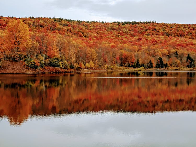 Autumn Trees Beside Lake