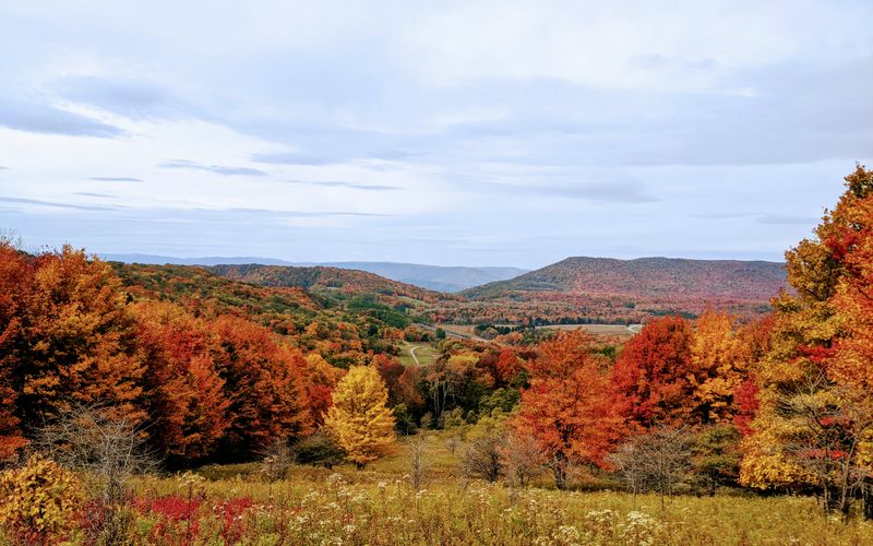 Fall foliage