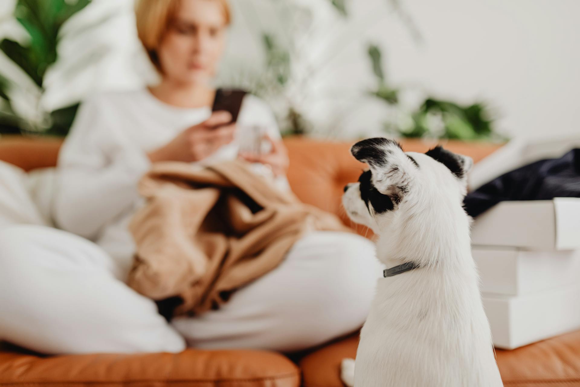 Small Dog Looking at Woman Sitting on Sofa and Using Mobile Phone