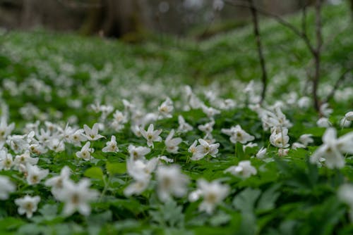 Blooming white flowers covered with green leaves growing in field in summer day