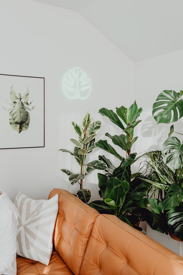 Orange Sofa And Plants