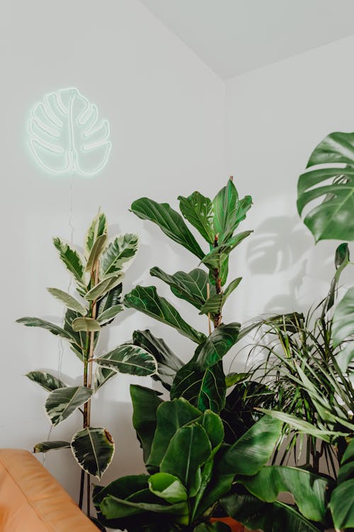 Ilmainen kuvapankkikuva tunnisteilla huonekasvit, kasvi, kasvi tausta