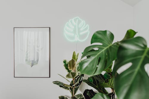 Houseplants and a Neon Sign on a Wall in a Shape of a Monstera Leaf 
