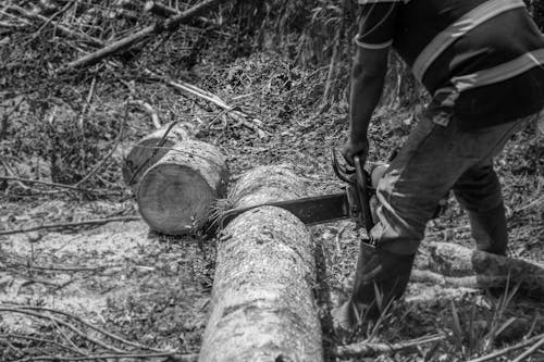 Foto stok gratis batang pohon, bekerja, gergaji