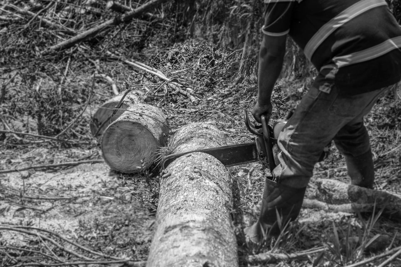 black and white image of a lumberjack cutting a tree log with a chains