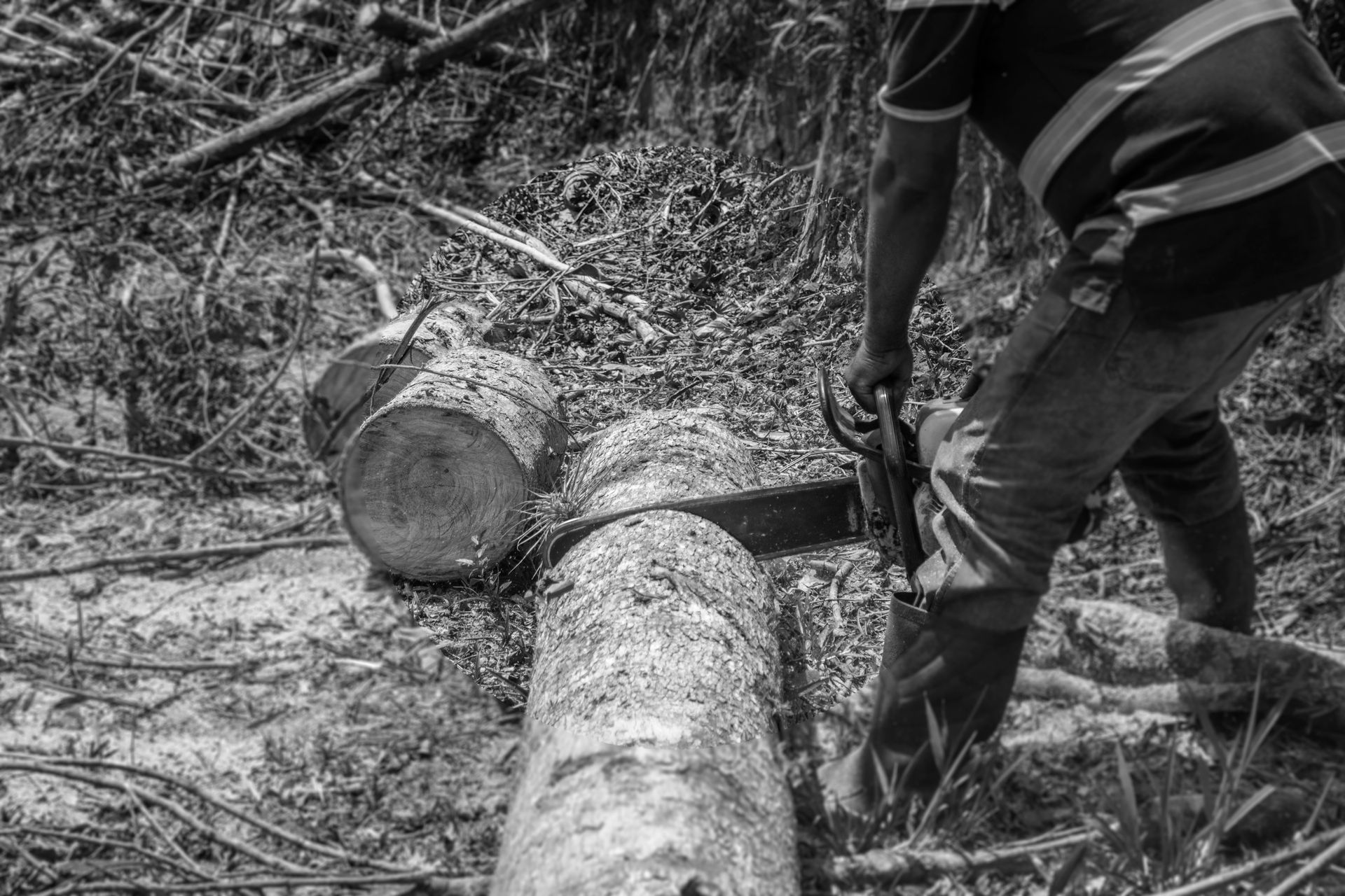 Black and white image of a lumberjack cutting a tree log with a chainsaw in a forest.