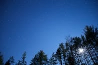 夜空中繁星点点，映衬着高耸的松树轮廓