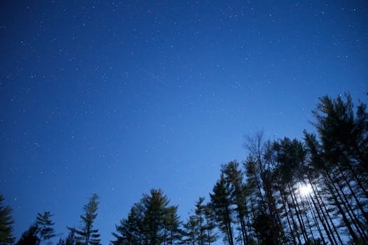 夜空中繁星点点，映衬着高耸的松树轮廓