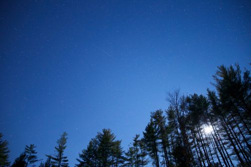 Free A tranquil night sky filled with stars above a silhouette of tall pine trees. Stock Photo
