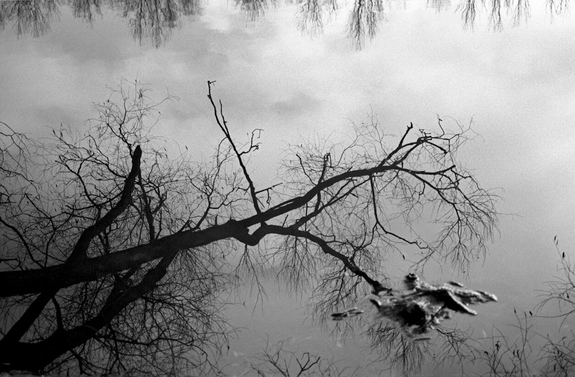 Winter Tree Reflection in Water
