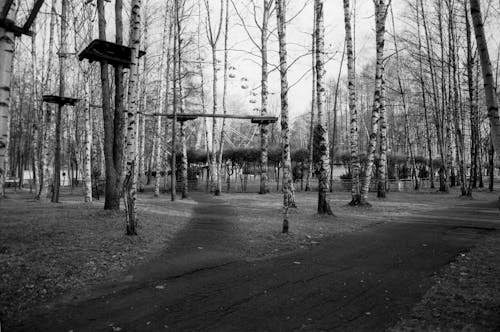 Grayscale Photo of Trees on the Street