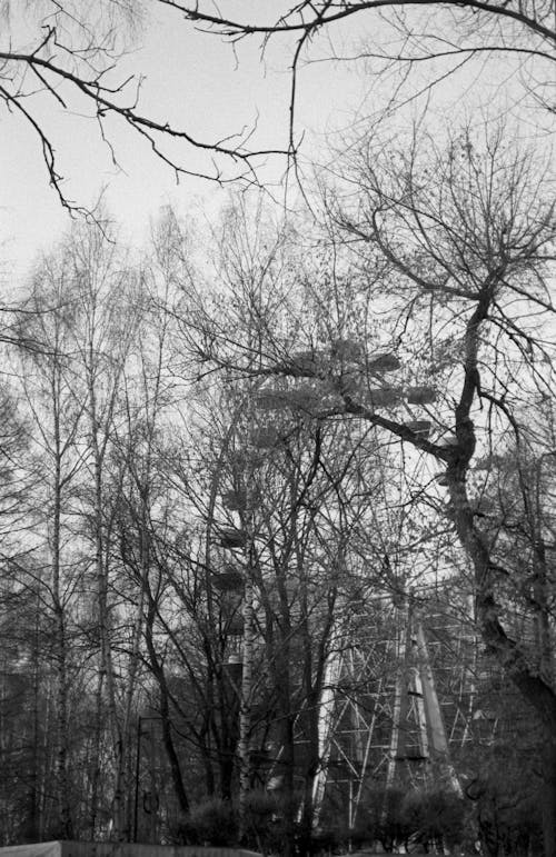 Bare Trees in Grayscale Photography