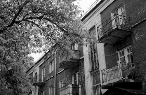 Grayscale Photo of Tree in Front of Building