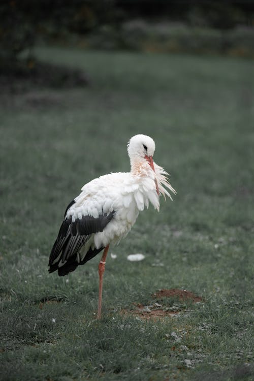 Бесплатное стоковое фото с аист, белый аист, водоплавающая птица