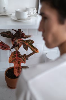 Close-up of a vibrant croton plant on a kitchen counter with a blurred figure in the foreground.