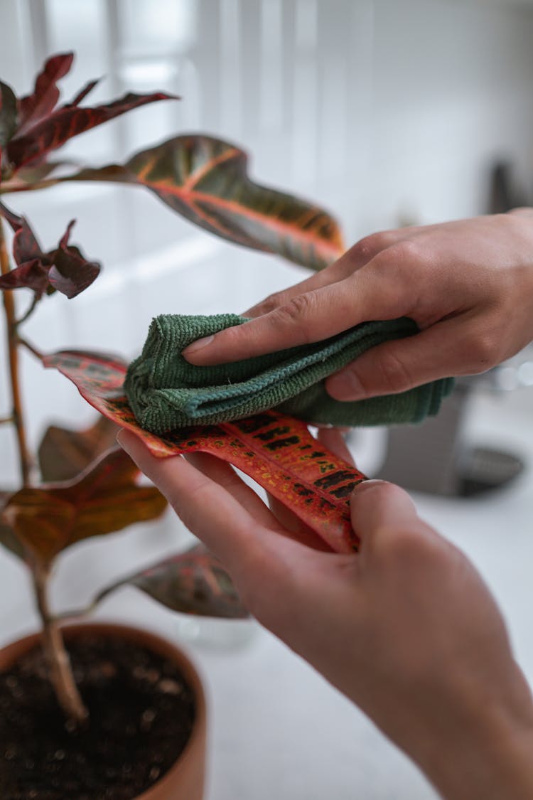 Close-Up Shot Of A Person Wiping Off The Dust From The Croton Leaf