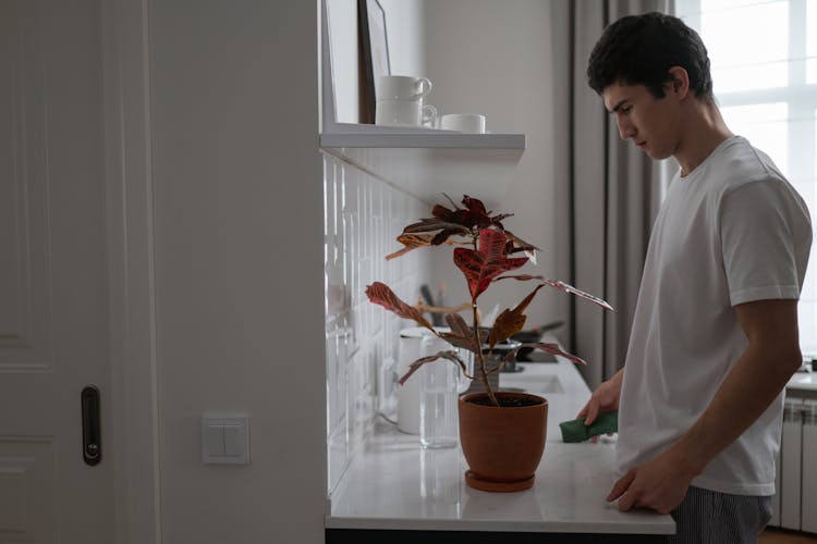 A Man Looking At The Caladium Plant While In The Kitchen