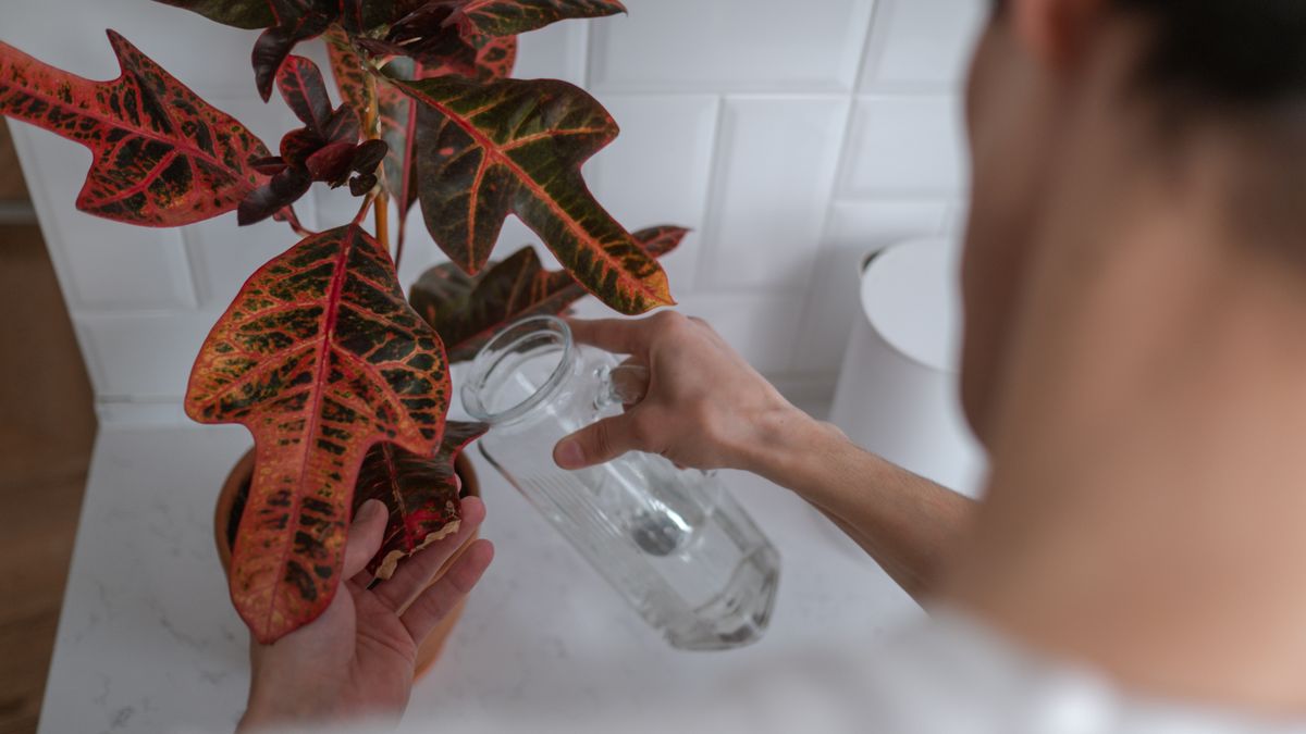 Comment choisir des plantes dintérieur adaptées à un climat urbain en 2026 - illustration