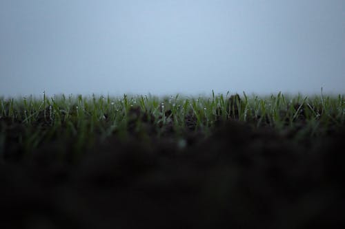 Free stock photo of fog, grass in the fog, migla