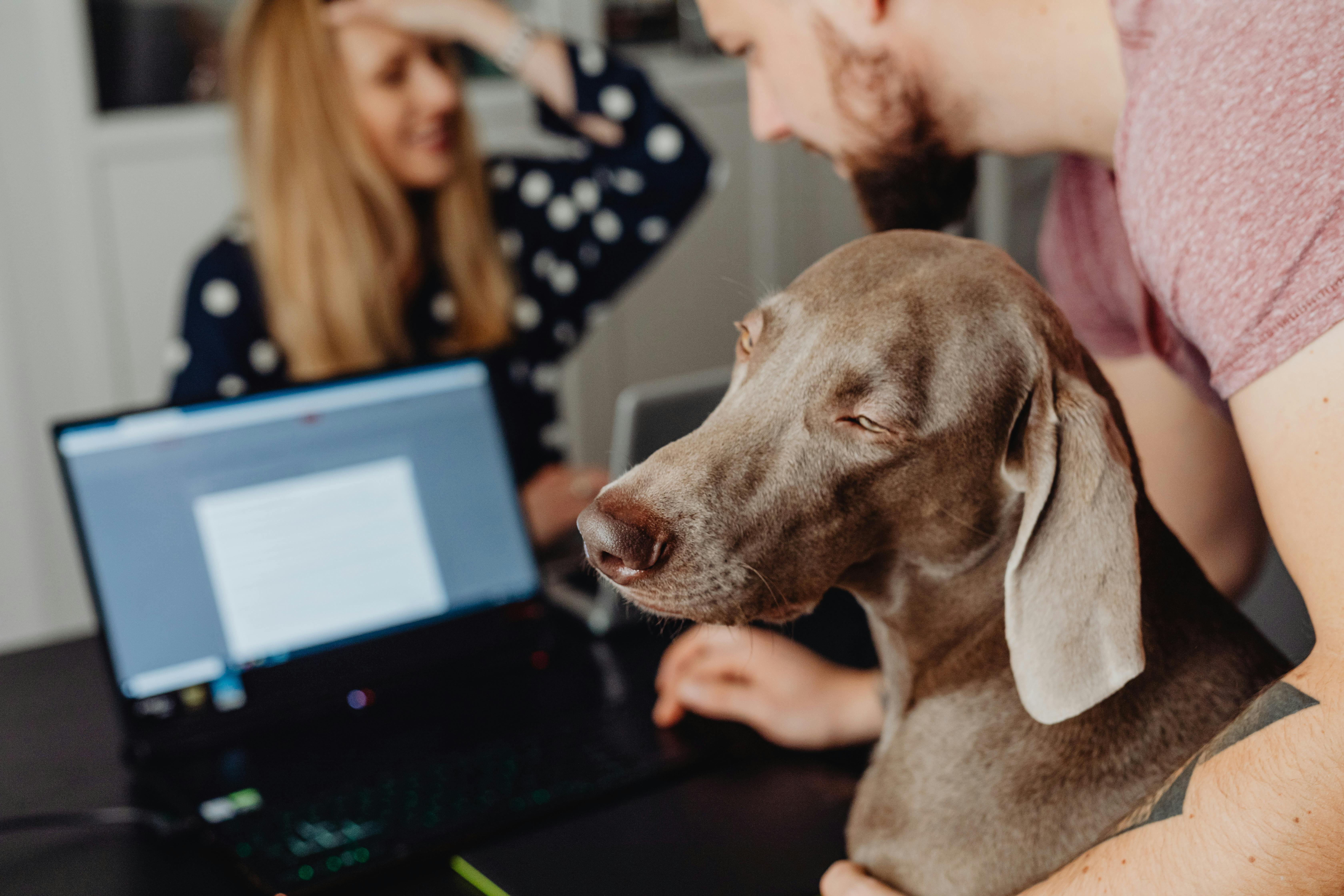 A couple working from home on laptops while their dog sits contentedly nearby.