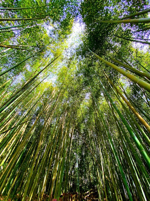Free Imagine de stoc gratuită din bambusul, codru, copaci înalți Stock Photo