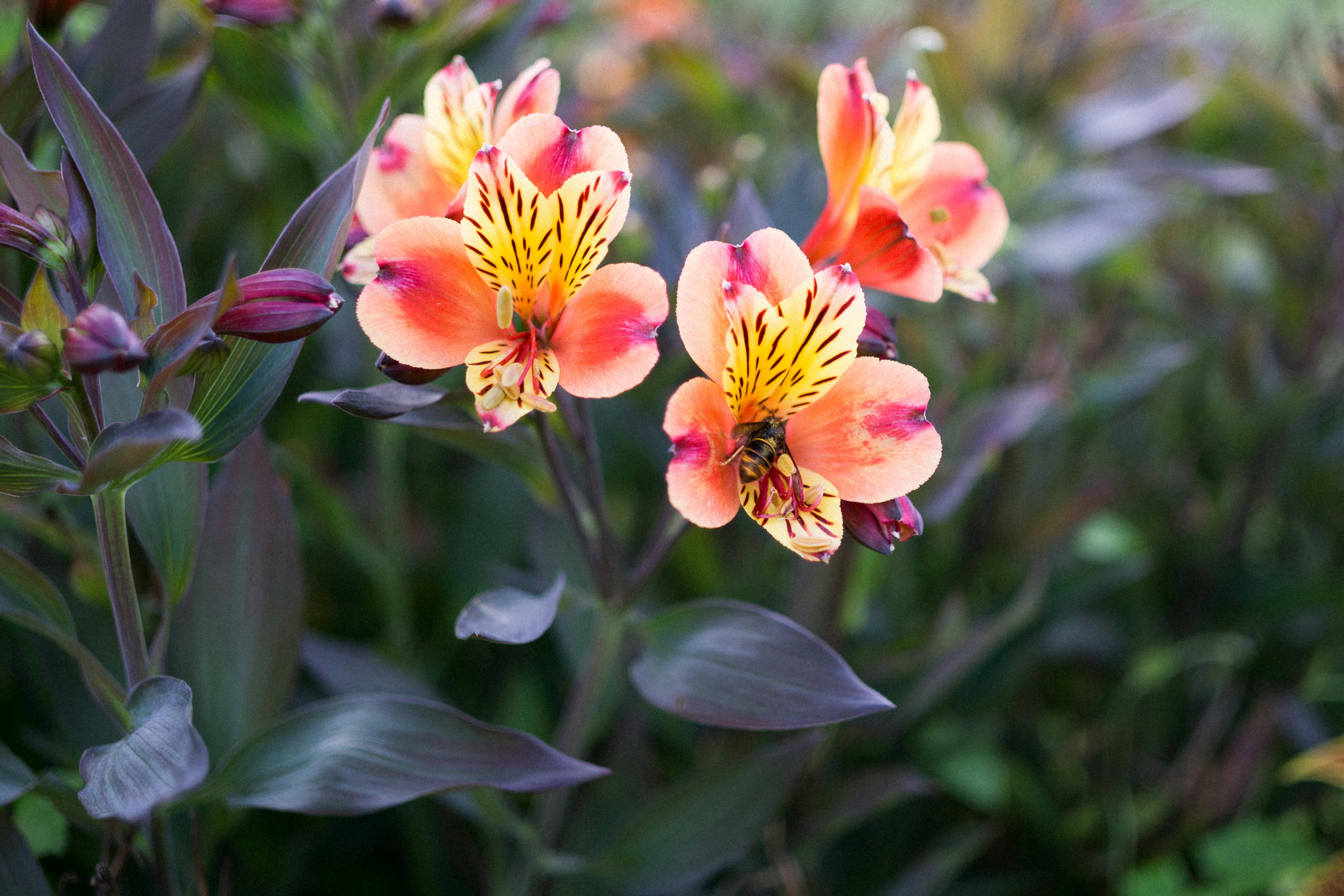 Purple Flowers in Bloom · Free Stock Photo