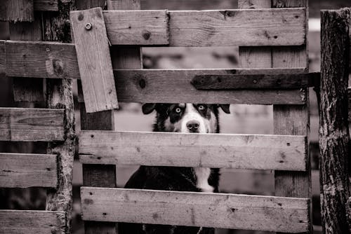 Free Adult Kelpie Behind Wooden Fence Stock Photo