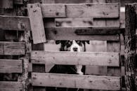 一张黑白照片中，一条狗站在质朴的木栅栏后，营造出忧郁的氛围