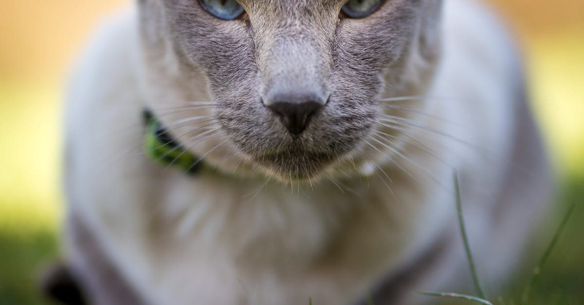 Selective Focus Photography of Gray Cat