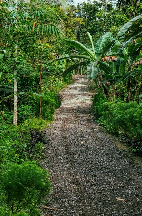 Narrow pathway in tropical jungle in summer