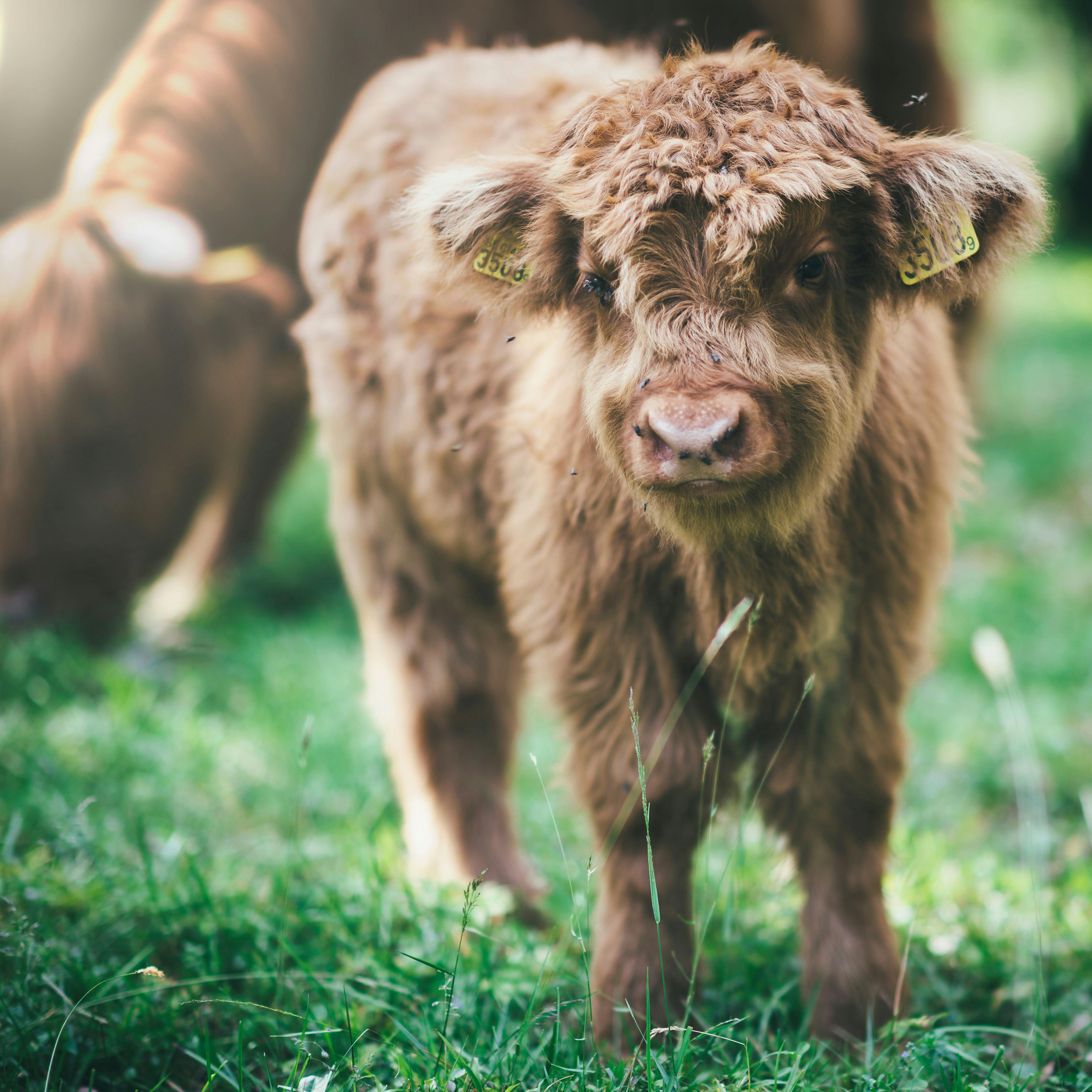 Cattle Calf Stock Photos and Images - 123RF