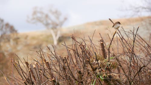 Gratis stockfoto met vogels