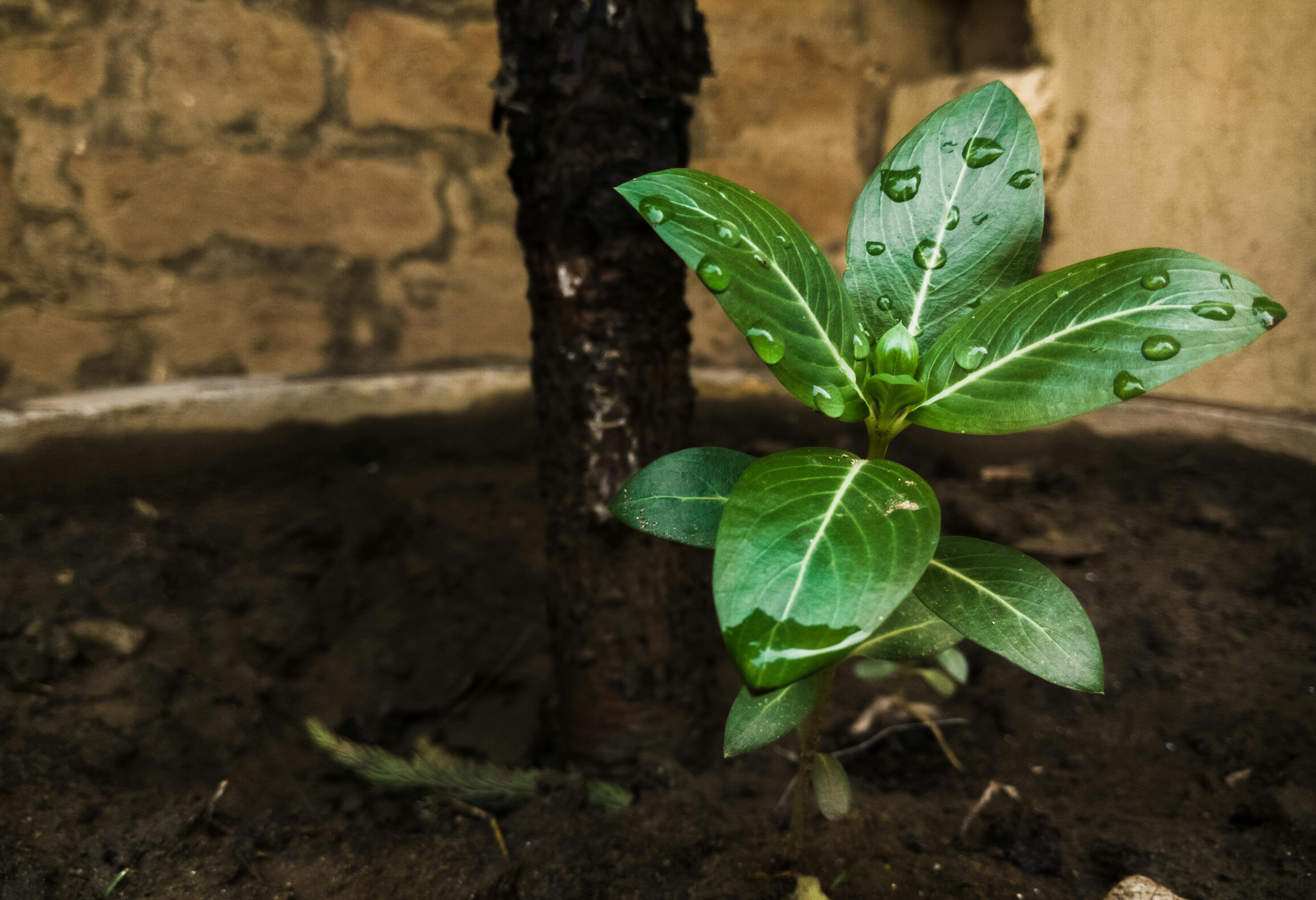 Comparacion de servicios de recarga Telcel - RecargaYa ofrece las mejores ventajas