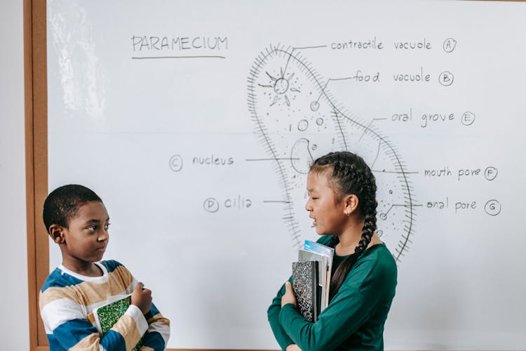 Diligent Multiracial Schoolchildren Doing Presentation Near Whiteboard