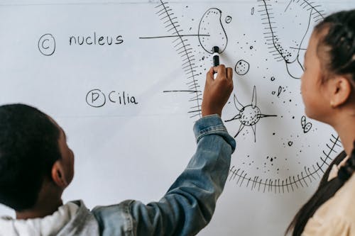 Free Back view of anonymous multiracial classmates describing primitive organism on whiteboard in classroom Stock Photo