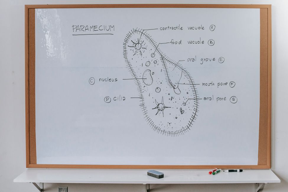 biological clock scientific illustration