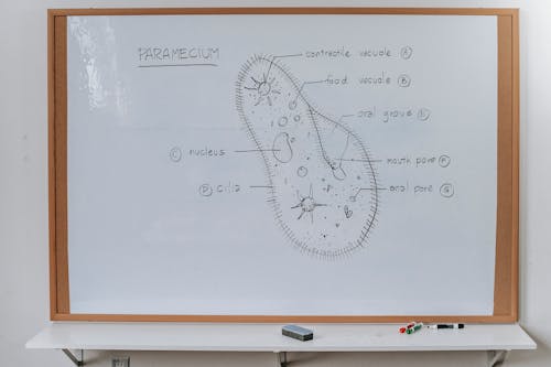 Structure of Infusoria organism drawn on whiteboard with markers in classroom of school