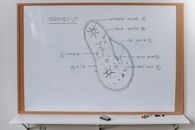 Structure of Infusoria organism drawn on whiteboard with markers in classroom of school
