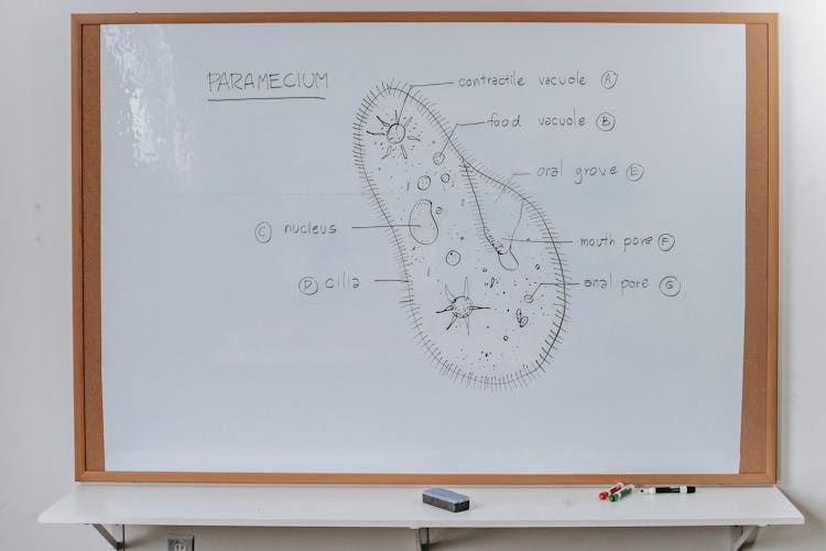 Scheme And Structure Of Organism On Whiteboard