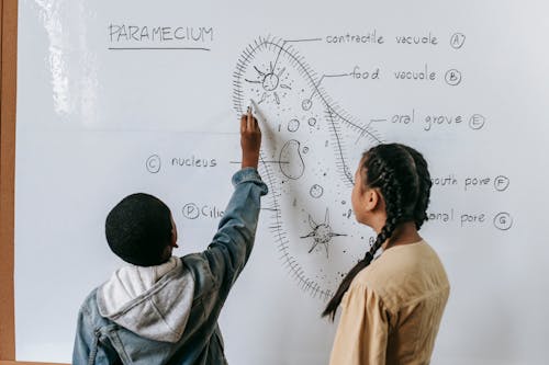 Free Back view of anonymous multiracial children drawing scheme of Infusoria organism on whiteboard in classroom Stock Photo