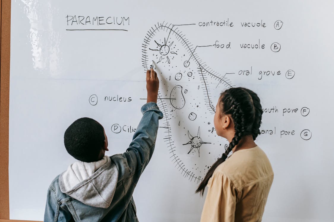 Back view of anonymous multiracial children drawing scheme of Infusoria organism on whiteboard in classroom